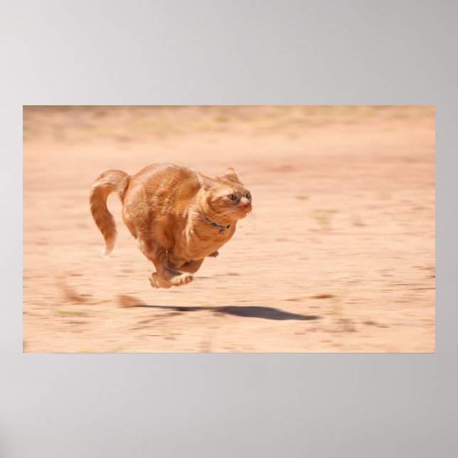 Pôster Gatinho de Zoom (Frente)