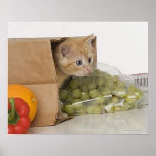 Pôster Gatinho dentro da bolsa de compra
