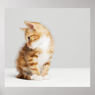 Poster Gatinho do gengibre