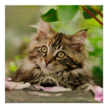 Gatinho do Maine Coon