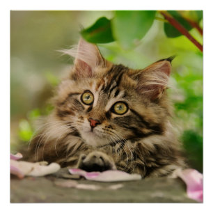Pôster Gatinho do Maine Coon