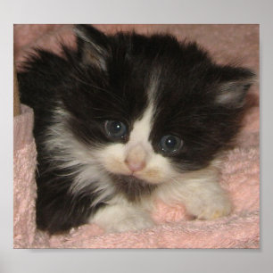 Poster Gatinho do racum de Maine