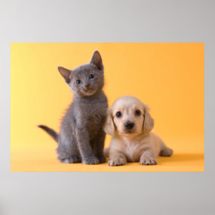 Pôster Gatinho do russo e filhote de cachorro azuis do