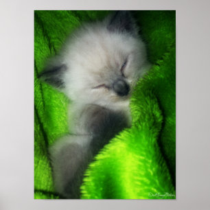 Pôster Gatinho do sono