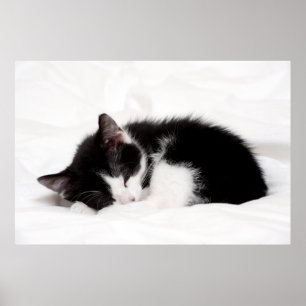 Poster Gatinho do sono
