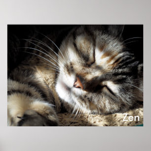 Poster Gatinho do zen