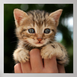 Poster Gatinho doce do bebê