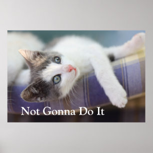 Pôster Gatinho doce na cama da xadrez