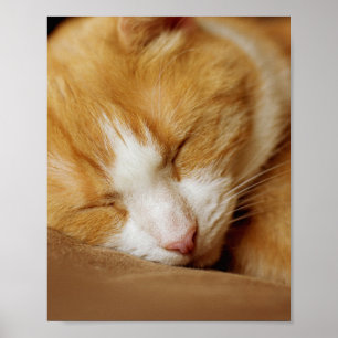 Poster Gatinho Dormindo