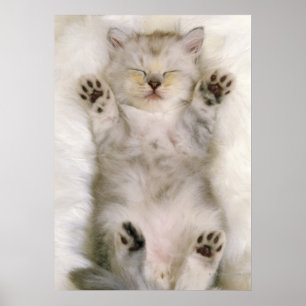 Poster Gatinho dormindo em um tapete liso branco, alto
