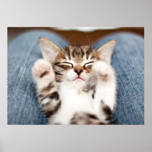 Poster Gatinho em meu regaço