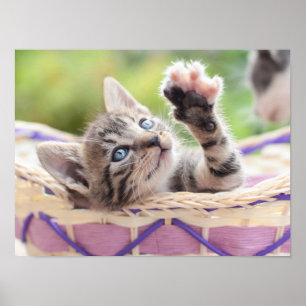 Poster Gatinho Em Uma Cesta