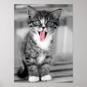 Pôster Gatinho engraçado