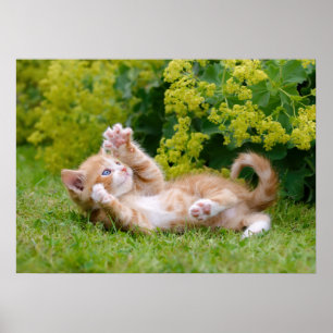 Poster Gatinho engraçado bonito brincando num jardim flor