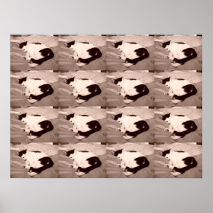 Poster Gatinho/Foto preta e branca para dormir