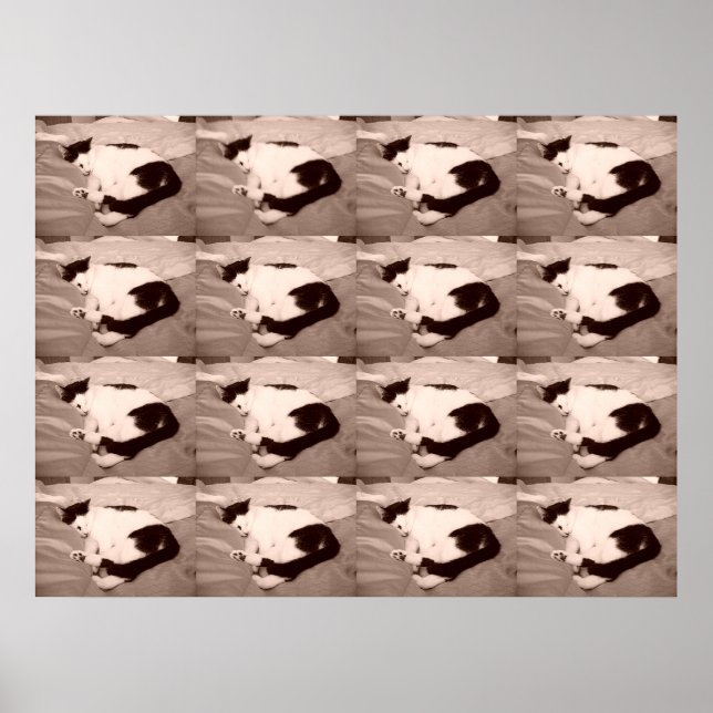 Poster Gatinho/Foto preta e branca para dormir (Frente)