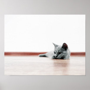 Poster Gatinho Gatinho Gelado Escocês Super Bonito