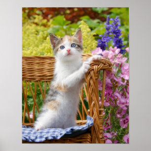 Poster Gatinho Gatinho Nosy Bonito num Jardim de Flores -