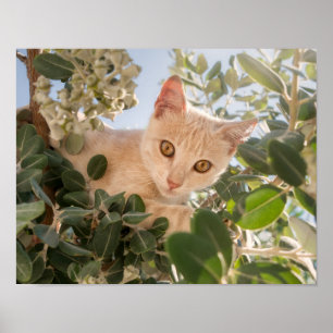 Poster Gatinho Gato-Gato-Gato-Gato-Gato escalado numa árv