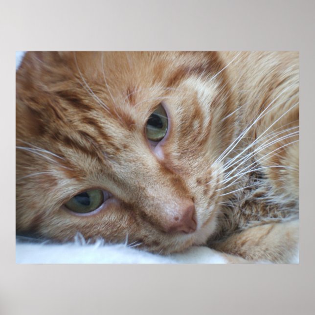Pôster Gatinho Laranja (Frente)