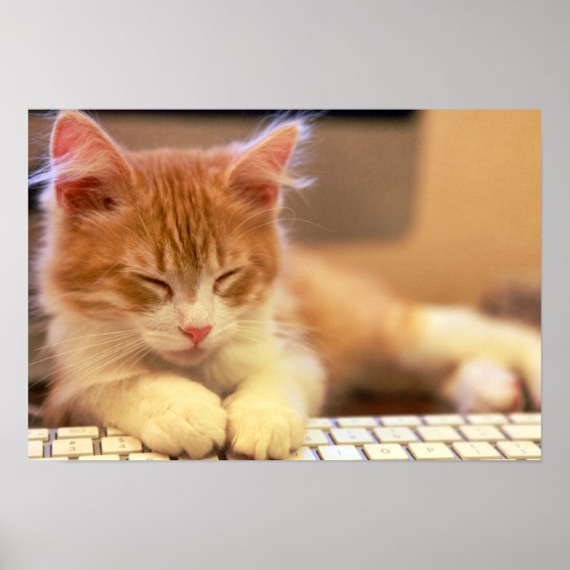 Pôster Gatinho Laranja Bonito Cai No Sono (Frente)