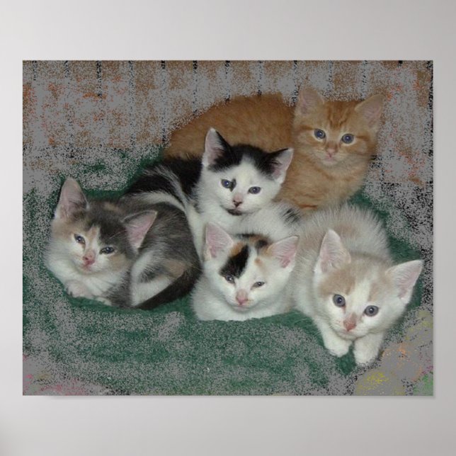 Pôster Gatinho Love (Frente)