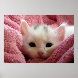 Pôster Gatinho macio doce