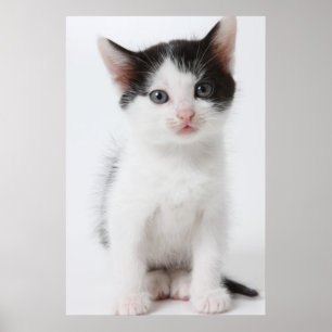 Poster Gatinho manchado preto