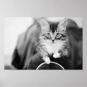 Pôster Gatinho na cadeira