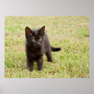 Poster Gatinho Negro na Grama