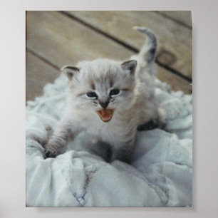 Pôster gatinho pequeno