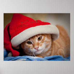 Poster Gatinho pequeno no chapéu vermelho do Natal