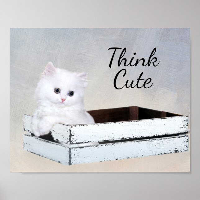 Poster Gatinho Pérsico Branco e Bonito (Frente)
