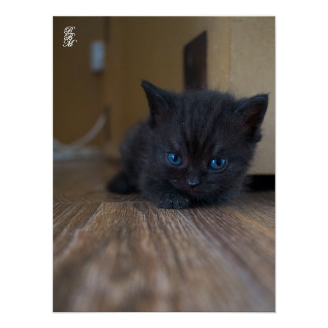 Pôster Gatinho Preto (Frente)