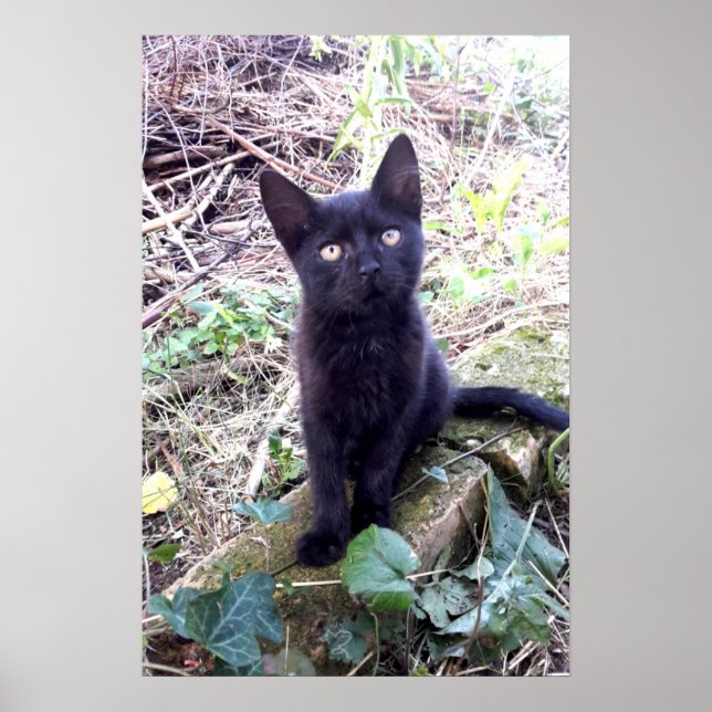 Poster Gatinho Preto (Frente)