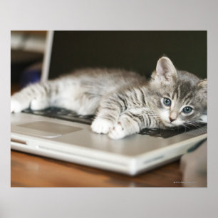 Poster Gatinho que descansa no computador portátil