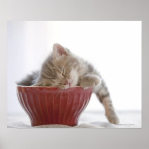 Poster Gatinho que dorme na bacia