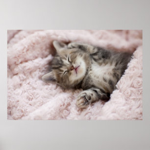 Poster Gatinho que dorme na toalha