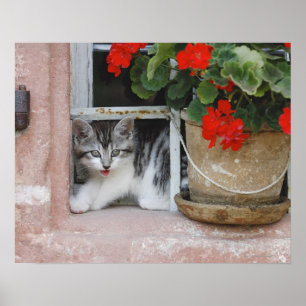 Poster Gatinho que olha para fora a janela