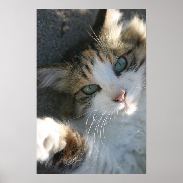 Poster Gatinho Reprodutor (Frente)