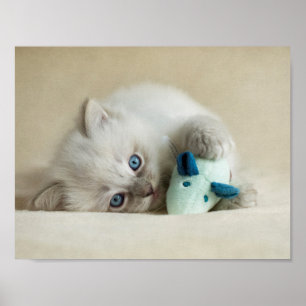 Pôster gatinho semanas de idade de 6 Ragdoll