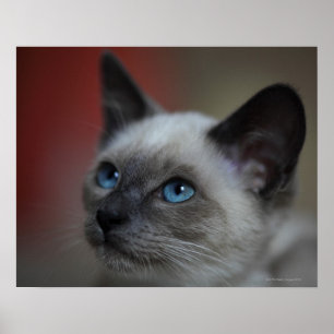 Pôster Gatinho Siamese