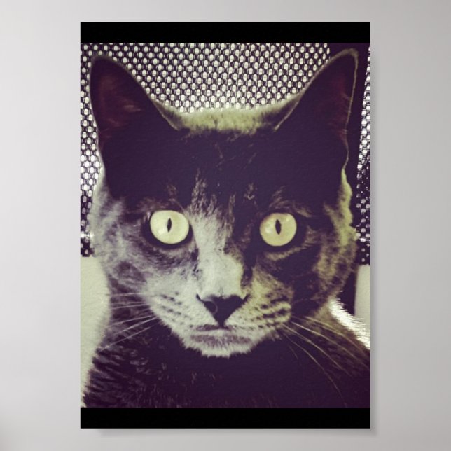 Poster Gatinho silencioso (Frente)
