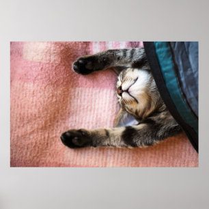 Poster Gatinho Snoozing