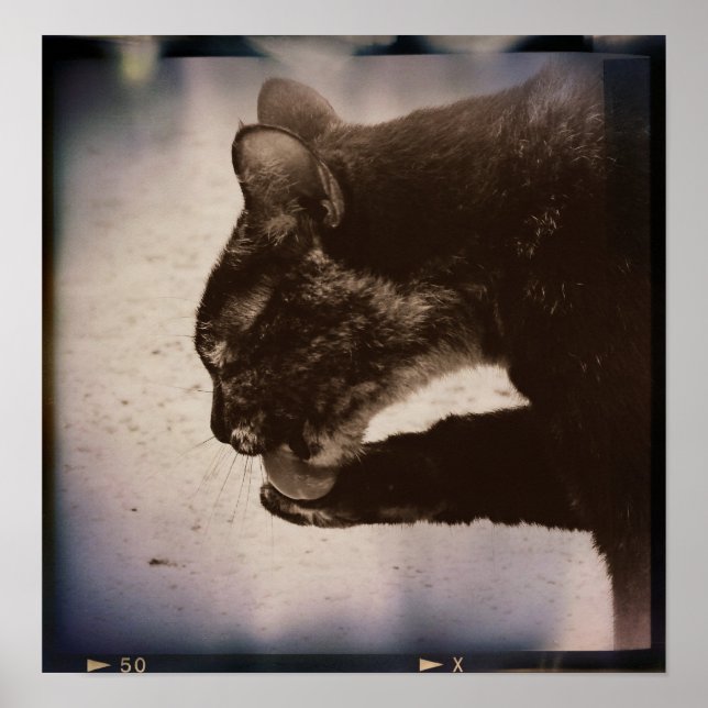 Pôster Gatinho Sobre Cinema, Arte Digital (Frente)