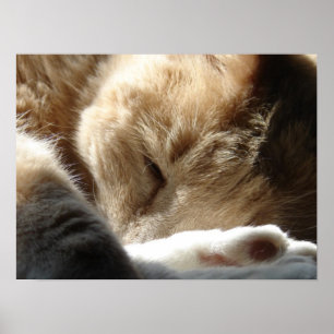 Poster Gatinho sonolento