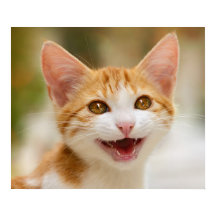 Gatinho Sorridente Enfrentando Gato Engraçado Foto