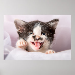 Poster Gatinho Zangado