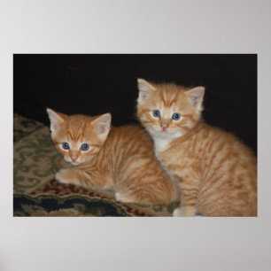 Pôster Gatinhos