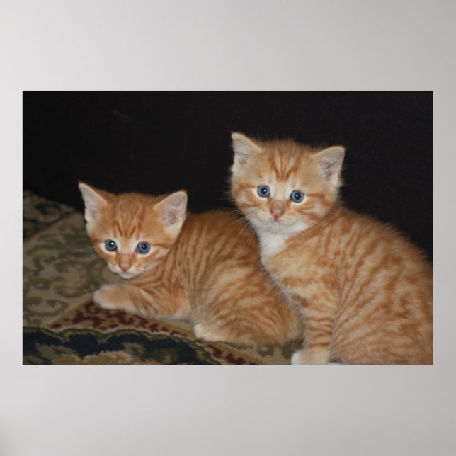 Pôster Gatinhos (Frente)